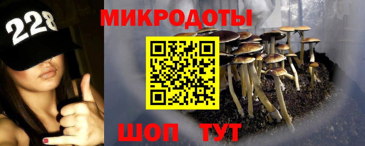 Псилоцибиновые грибы Psilocybe Дятьково